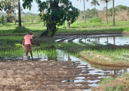 Kotu wetlands