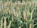 Millet harvest not promising in CRR: Farmers