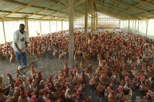 Gambian youth shines in poultry farming