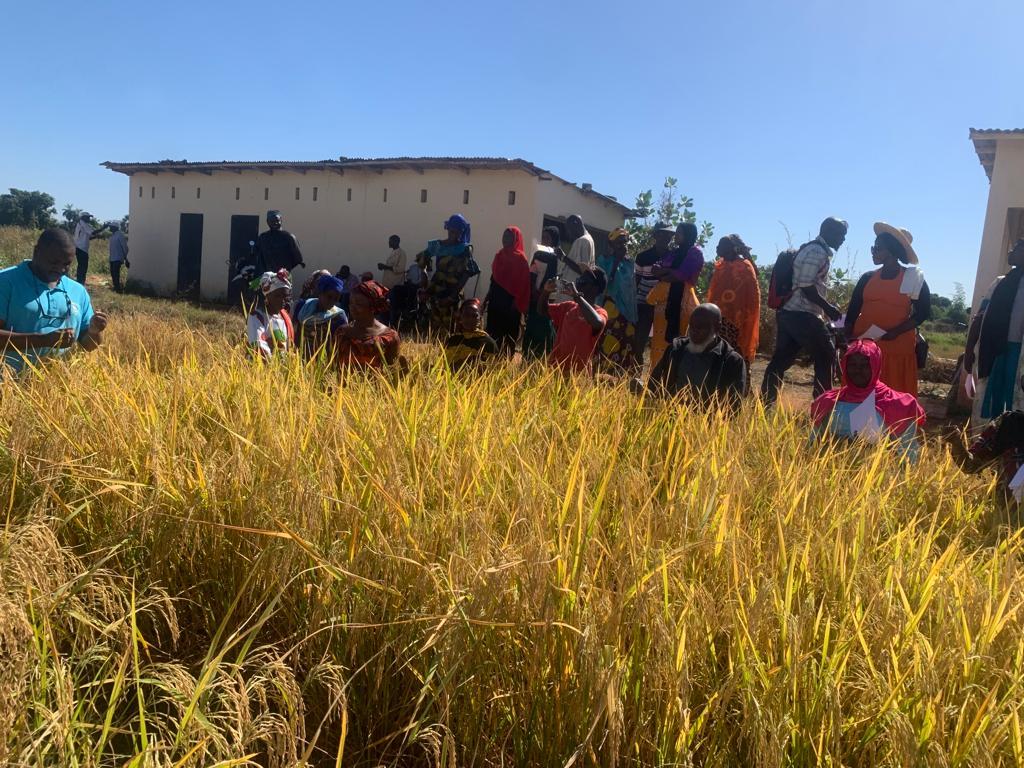 NARI embarks on participatory rice varietal selection