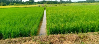 NARI Research Director visits fertilizer trial farms in CRR