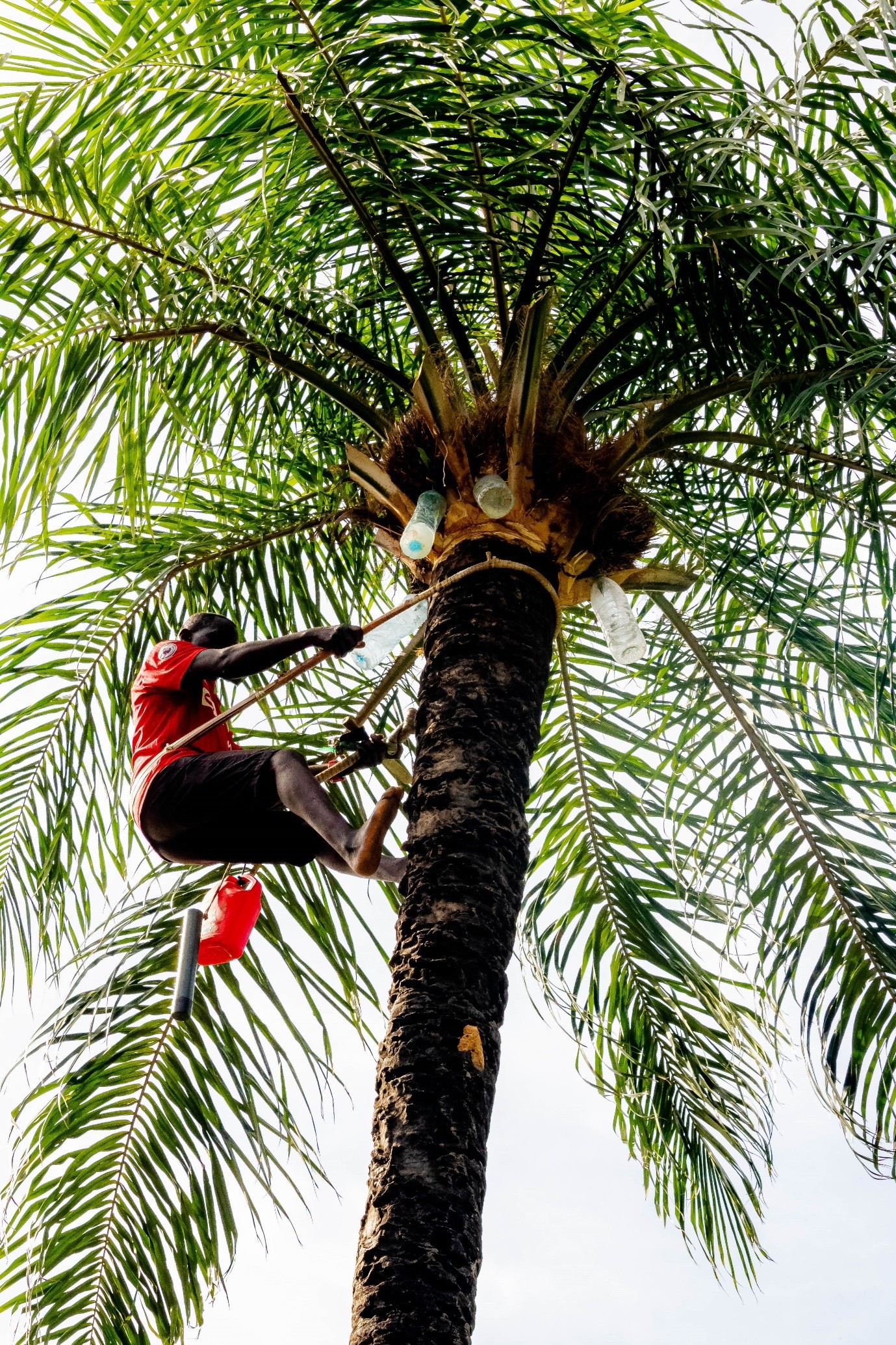 NCAC submits Palm Wine Tapping for UNESCO heritage recognition