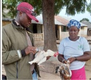 FAO supports NCD vaccination campaign in 10 districts