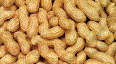NFSPMC MD says groundnut purchases above target 