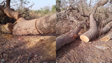Nioro Jattaba demands justice on illegal logging