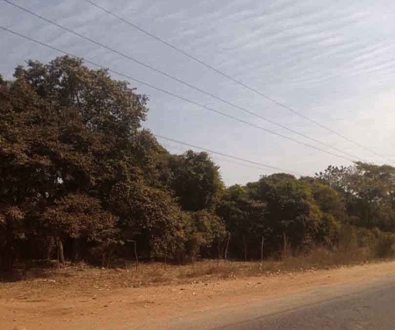 Nyambai Forest Park can generate hundreds of jobs for Gambians if desecrations stop