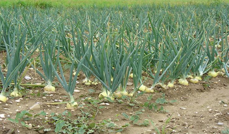 Over 1,000 onion beds set to perish at Jariumeh Koto