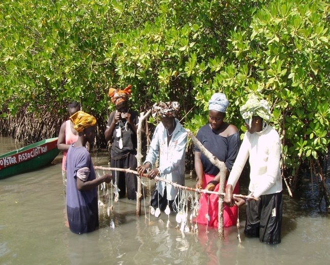 Oyster farmers: Covid-19 increases poverty level, reduces savings