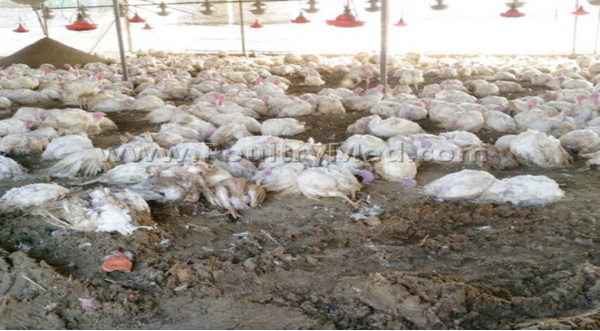 Highly pathogenic avian influenza reported in Senegal    Reports