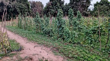Women and Society : Urgent call for support as Banjulinding women gardeners  face  water shortage