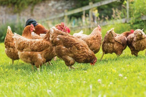 Engaging Youths in Poultry Industry