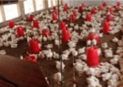 Poultry scheme 