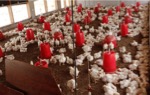 Agric. minister tours poultry scheme for “backway” returnees