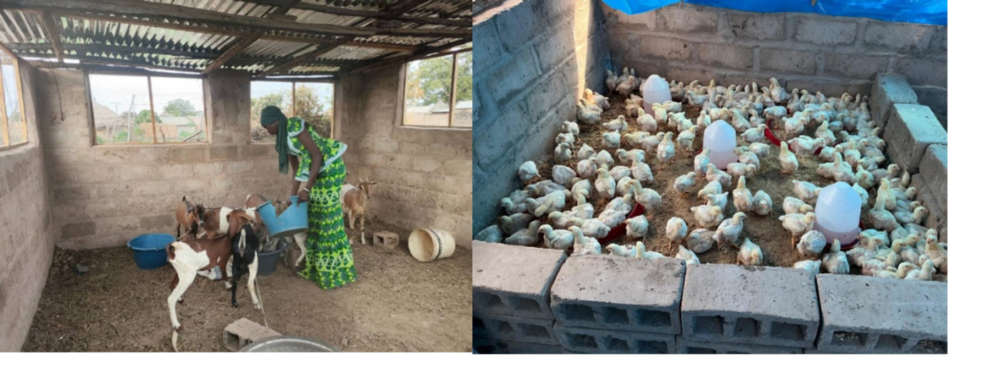 RICAR project empowers Gambian youths with climate-smart enterprises