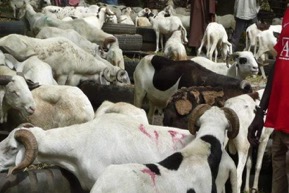 Ram prices skyrocket as Tobaski looms