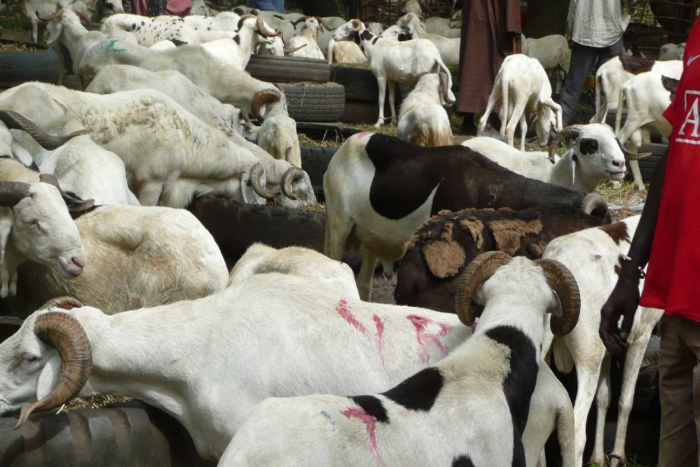 Over 90,000 rams arrive ahead of Tobaski