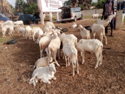 Imam Dhahabi Foundation distributes 550 Rams to Gambians