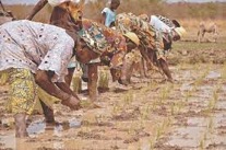 ‘Gambia not on track to achieve food, nutritional security’