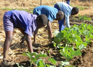 Youth and agriculture: Key challenges and concrete solutions