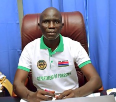 Forestry warns against rampant cutting of mango trees