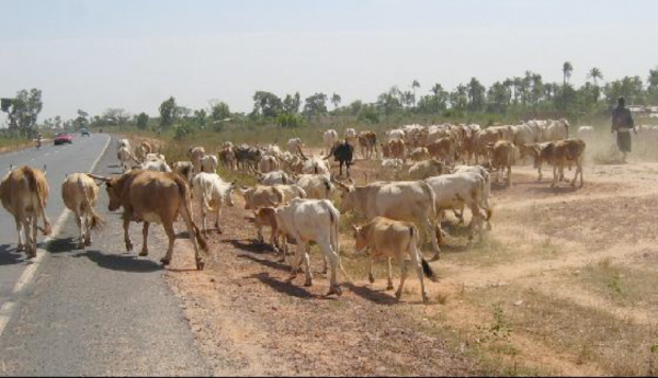 Sandu cattle farmers face inadequate water supply