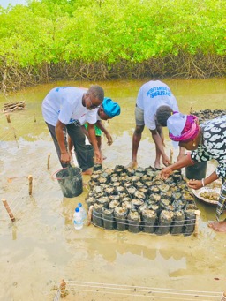 Sanyang youth make waves in mangrove restoration, environmental protection