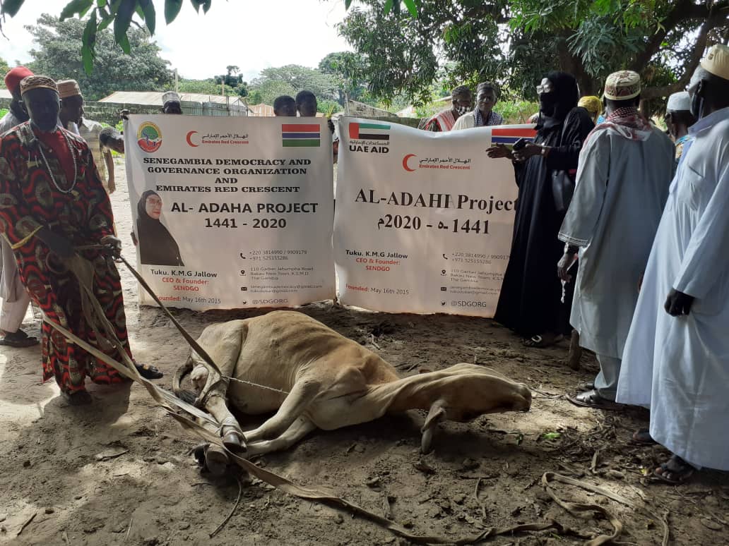 Senegambia Democracy donates bull to Kuntaur