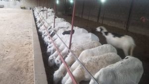D.Jallow Farm calls on Gambian youth to venture into sheep breeding