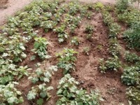 Tankong Kunda women appeal for garden borehole