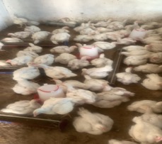 Young poultry farmer seeks assistance