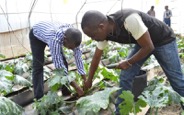 Youth Engagement in Agriculture