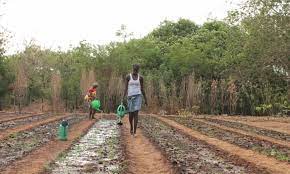Gambia: Youth employment will tackle high crime rate