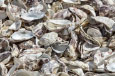 Sarro, Denton Bridge Oyster farmers lament low sales amidst covid-19 