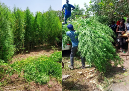 canabis farms