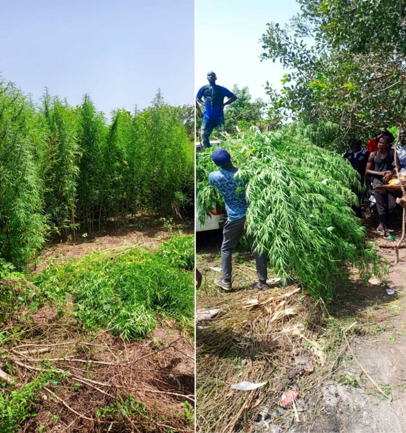 Alkalo, 8 others in trouble over uncovered cannabis farms