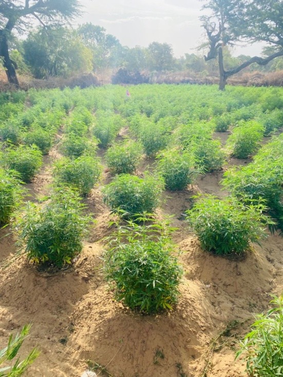 DLEAG destroys 60 cannabis farms in Jinack