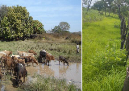 cattle in URR 