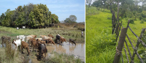 Thousands of cattle in URR risk starvation for  lack of drinking, grazing points