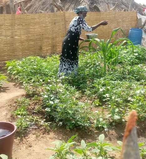 Community embraces backyard gardening due to Nafa Program