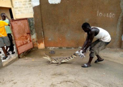 crocodile