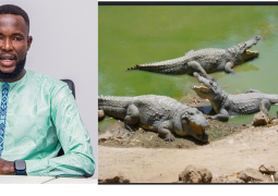 crocodiles