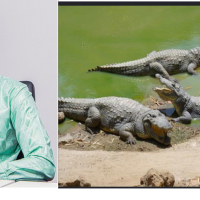 crocodiles