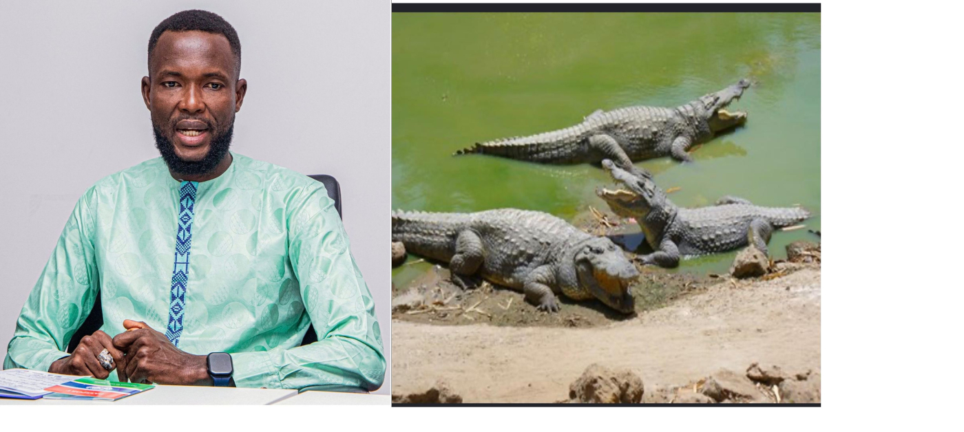 PUBLIC SAFETY ALERT: crocodiles reported in Banjul North drainage systems