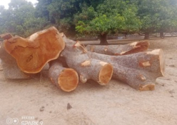 cut logs v3