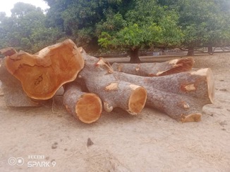  LRR Forestry Dept refutes allegations, calls collective protection of environment
