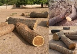 cut logs