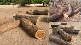 LRR regional forestry office allegedly sells ‘illegally’ cut logs
