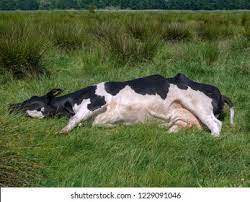 10 herd of cattle found dead at Sami