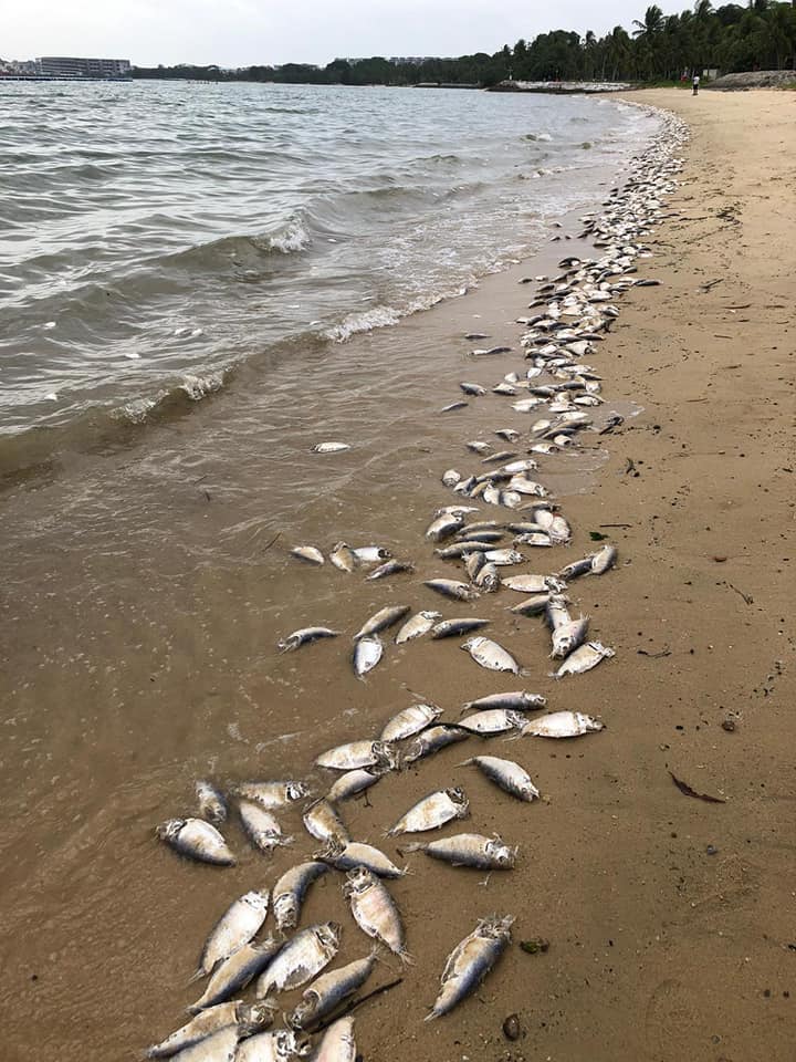 Dead fishes inundate Sanyang beach after Nissim fails to purchase - The ...