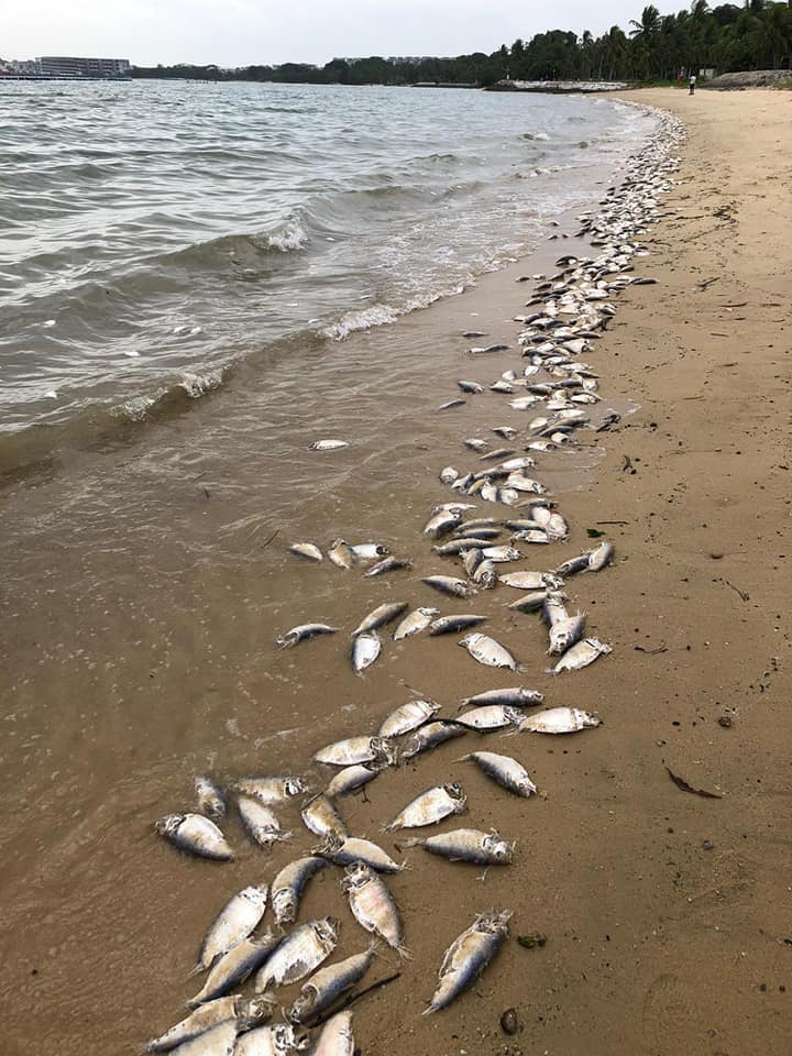 Dead fishes inundate Sanyang beach after Nissim fails to purchase